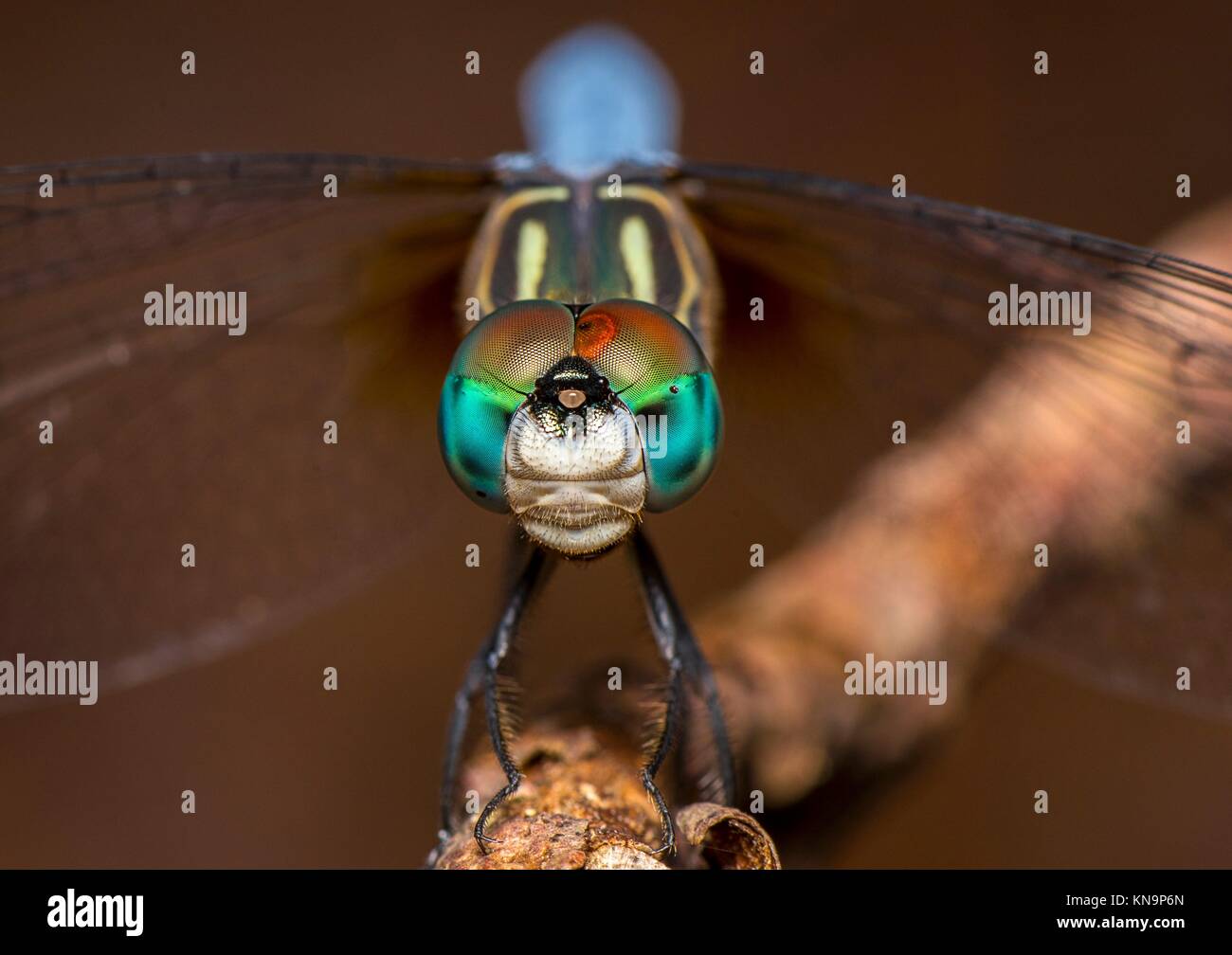 Los ojos compuestos de un Dragon Fly en estrecha. Foto de stock