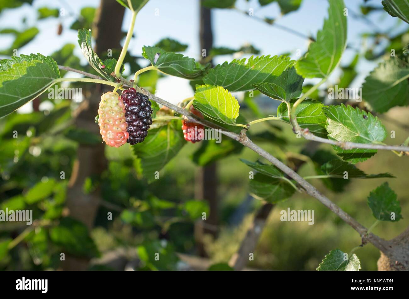 Fruta madura y follaje de morera negro o Morus nigra. Closeup. Foto de stock