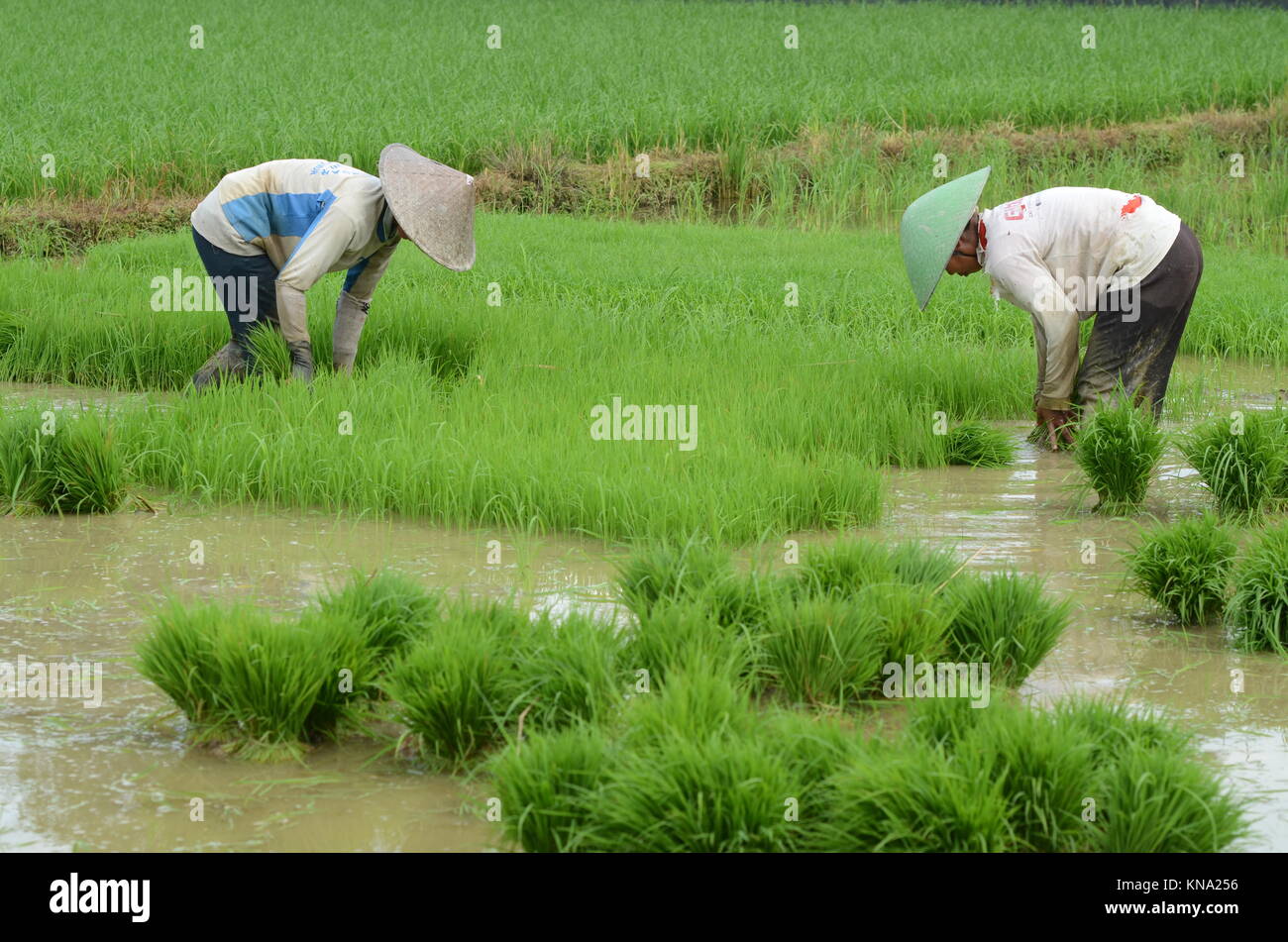 Agricultor la plantación de arroz en el sur de Sulawesi - Indonesia Foto de stock