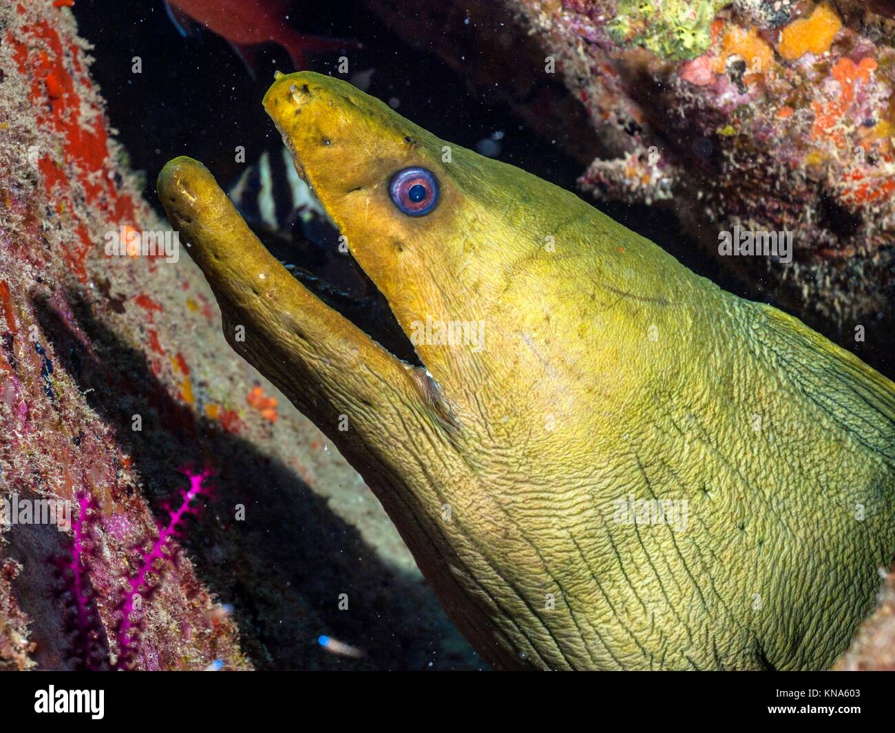 Anguila Morena Verde Gymnothorax Funebris Sur America Venezuela Los Roques Fotografia De Stock Alamy