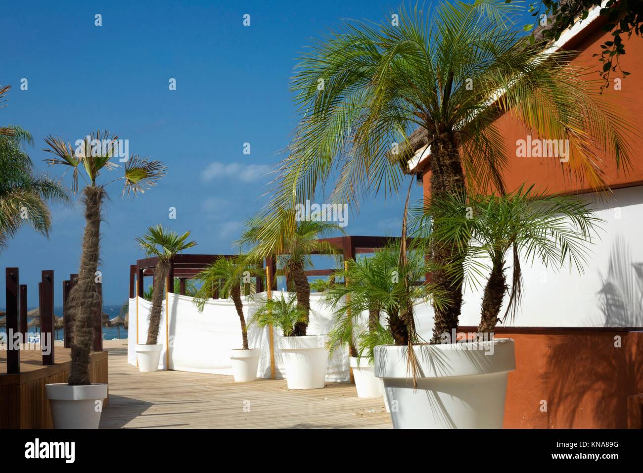 Beach Resort corredor lleno de palmeras en macetas, al sur de España. Foto de stock