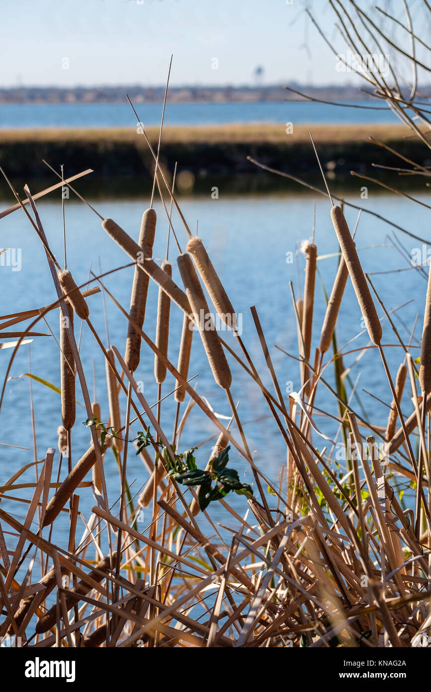 Broadleaf totorales o junco, Typha latifolia,semiacuática perenne herbacious al borde del lago Overholser, Oklahoma City, Oklahoma, Estados Unidos. Foto de stock