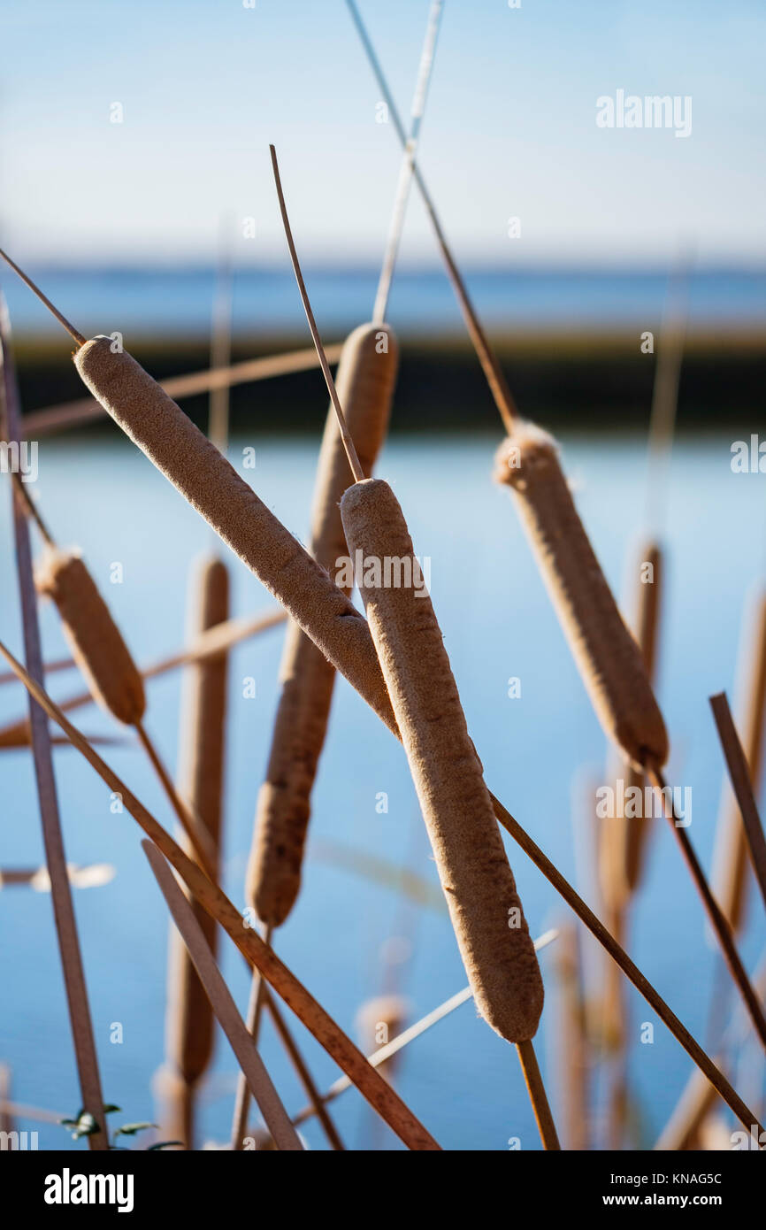 Broadleaf totorales o junco, Typha latifolia,semiacuática perenne herbacious al borde del lago Overholser, Oklahoma City, Oklahoma, Estados Unidos. Foto de stock