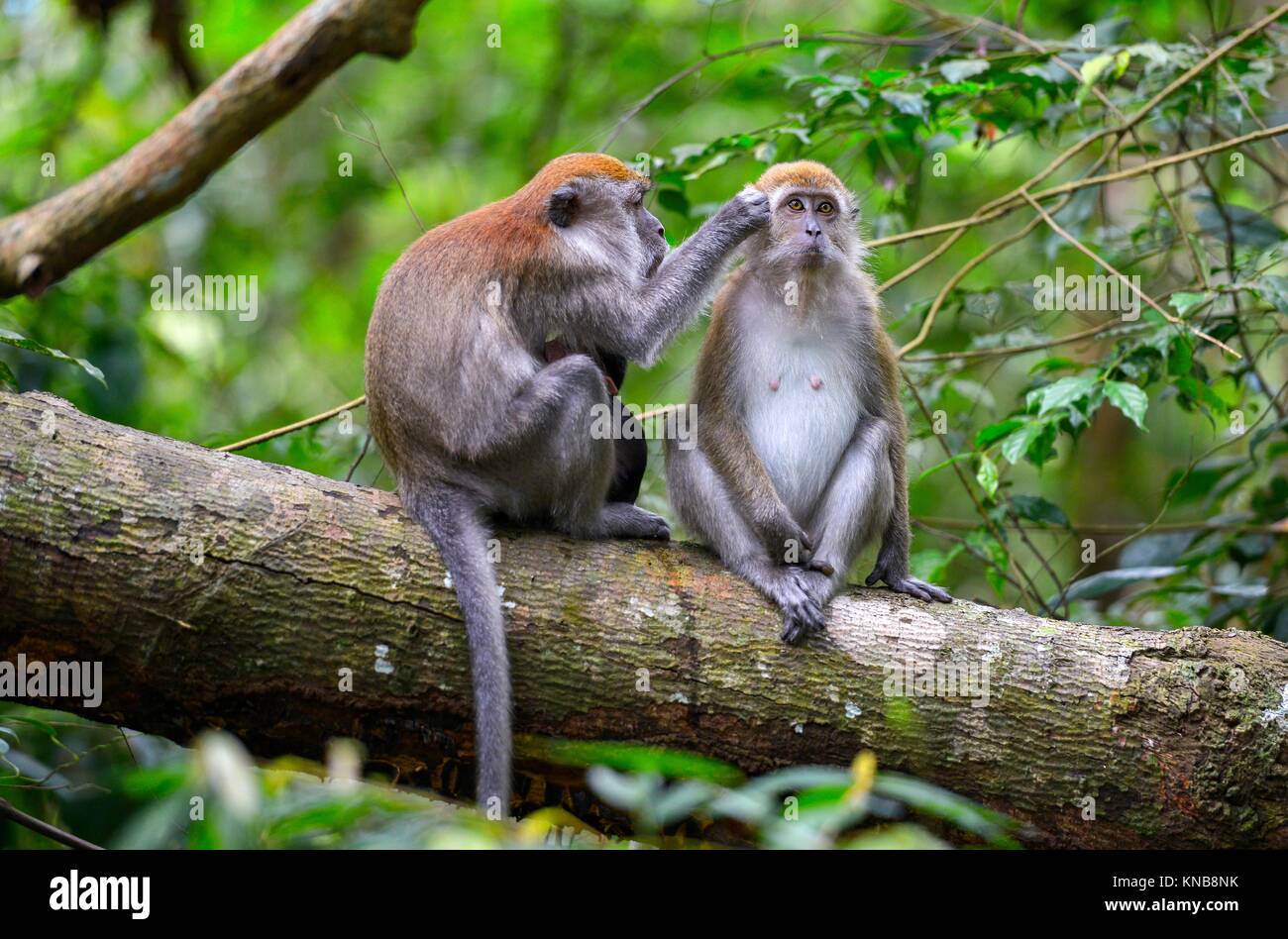 Mono en la selva en Bukit Lawang, Sumatra, Indonesia. Foto de stock