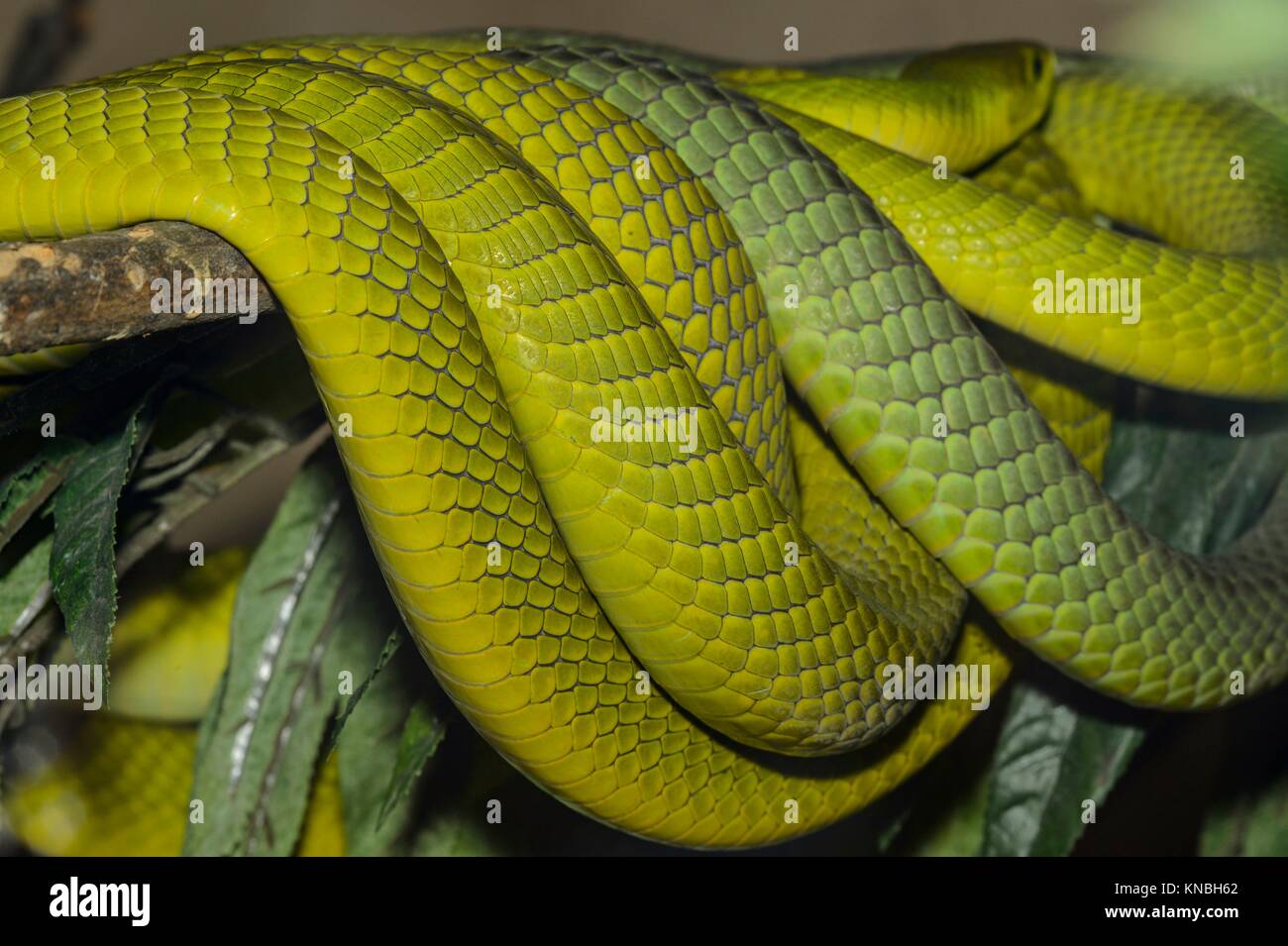 Green Mamba (Dendroaspis angusticeps), cautiva, Reptilia zoo de reptiles, Vaughan, Ontario, Canadá. Foto de stock