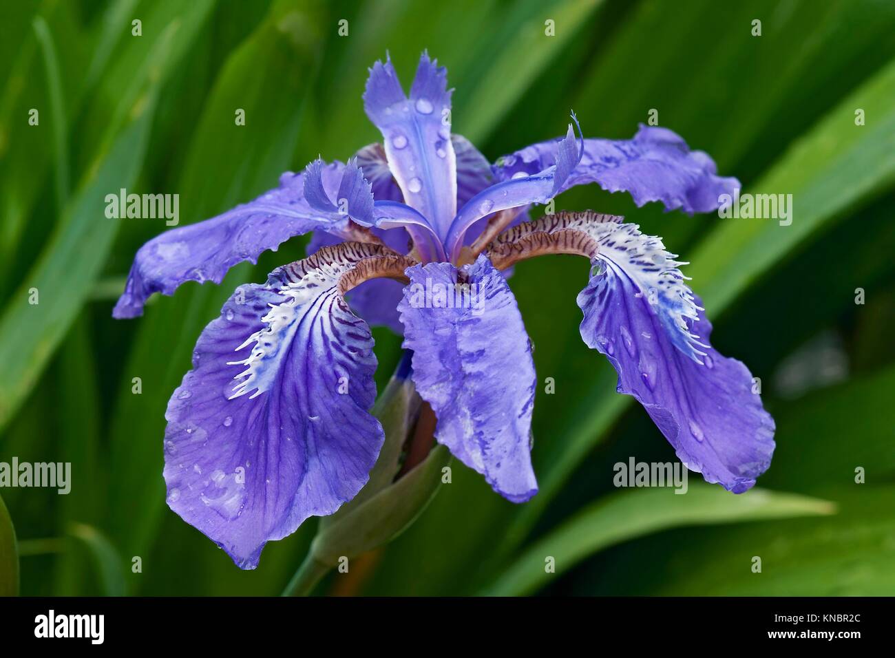 Iris tectorum Maxim,Espectacular Balcón Con Magníficos Colores E Impresionantes Plantas Orgánicas,Decoraciones De Jardín-3 Bulbos,A 
