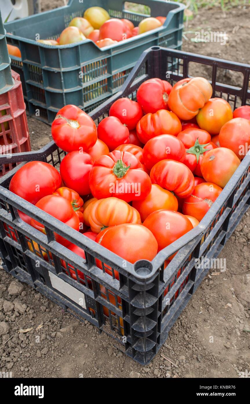Cajas llenas de tomates recién recolectada en la comunidad local. La  producción agrícola sostenible Fotografía de stock - Alamy