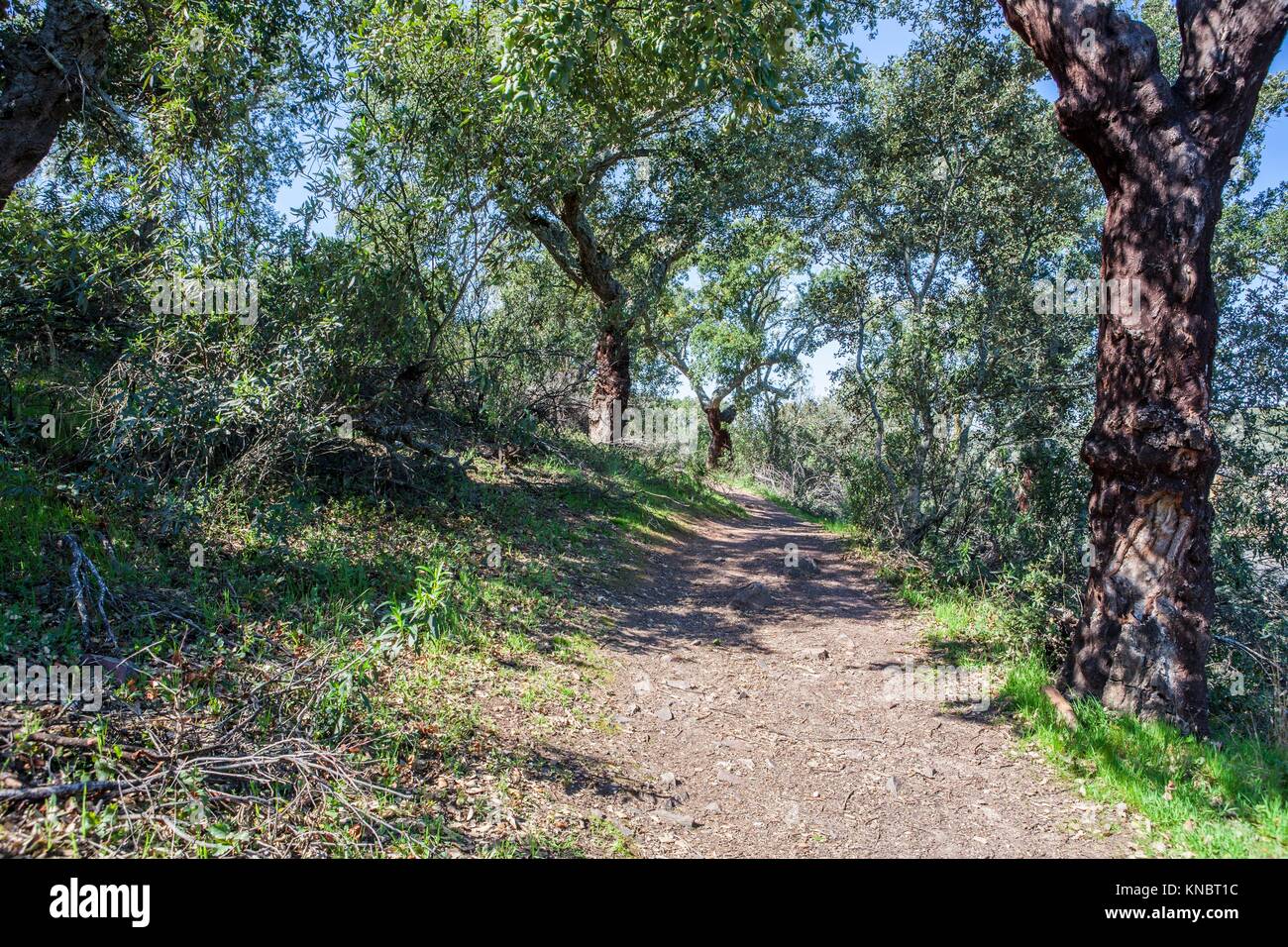 Agradables senderos forestales de alcornoques en el Parque Natural de Cornalvo, Trujillanos, Extremadura, España. Foto de stock