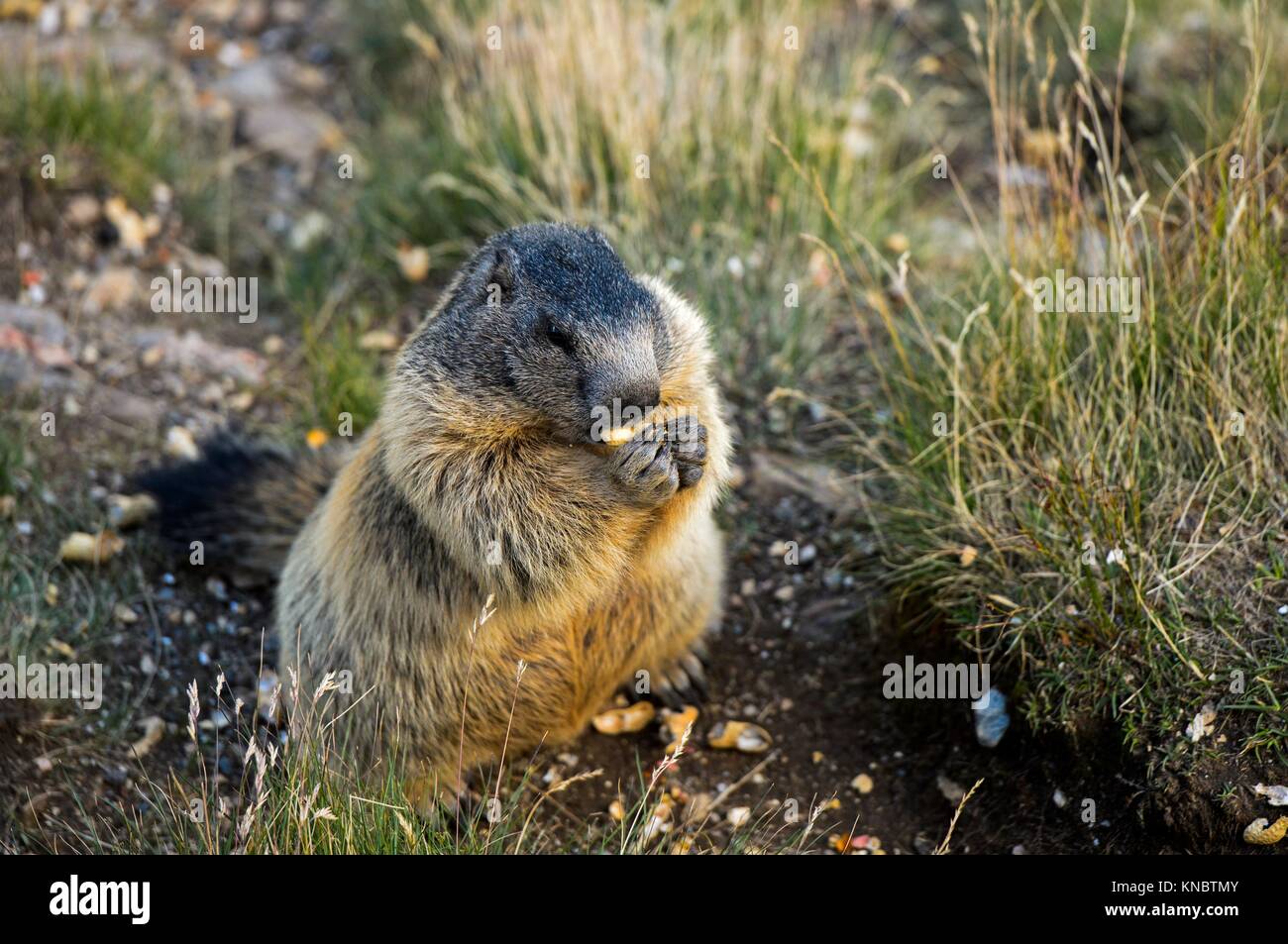 La marmota alpina (Marmota marmota), Saas-Fee, Valais, Suiza. Foto de stock