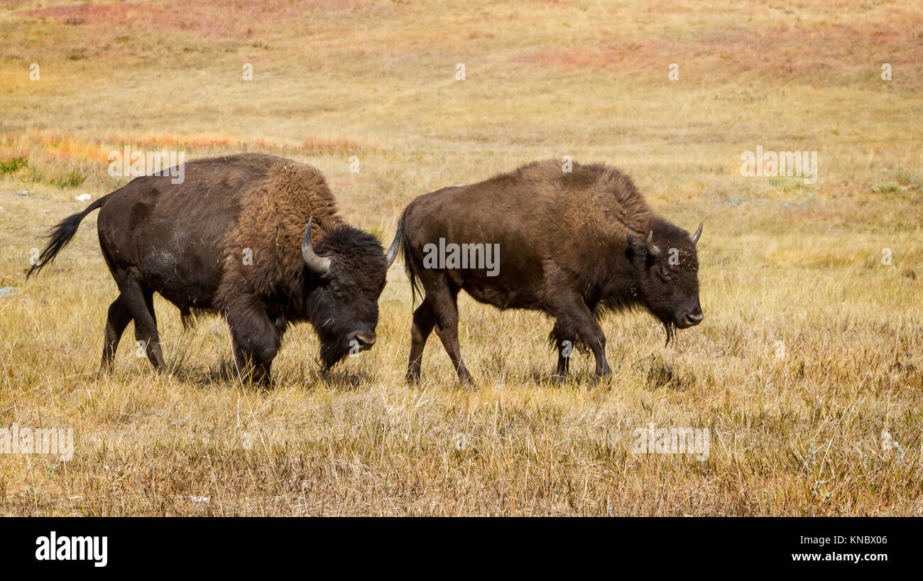 Un macho y hembra American Buffalo (Bison bison) caminando a través de la Pradera de Dakota del Sur en otoño Foto de stock