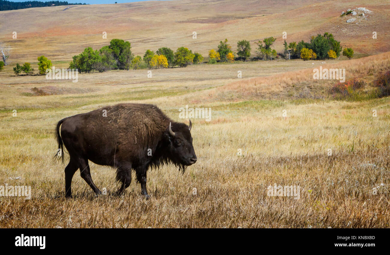 Solo American Buffalo (Bison bison) caminando a través de la Pradera de Dakota del Sur en otoño Foto de stock