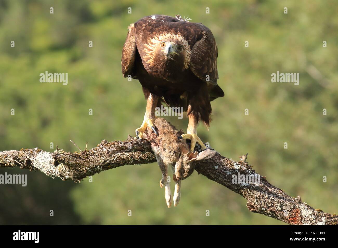 Aguila real fotografías e imágenes de alta resolución - Alamy