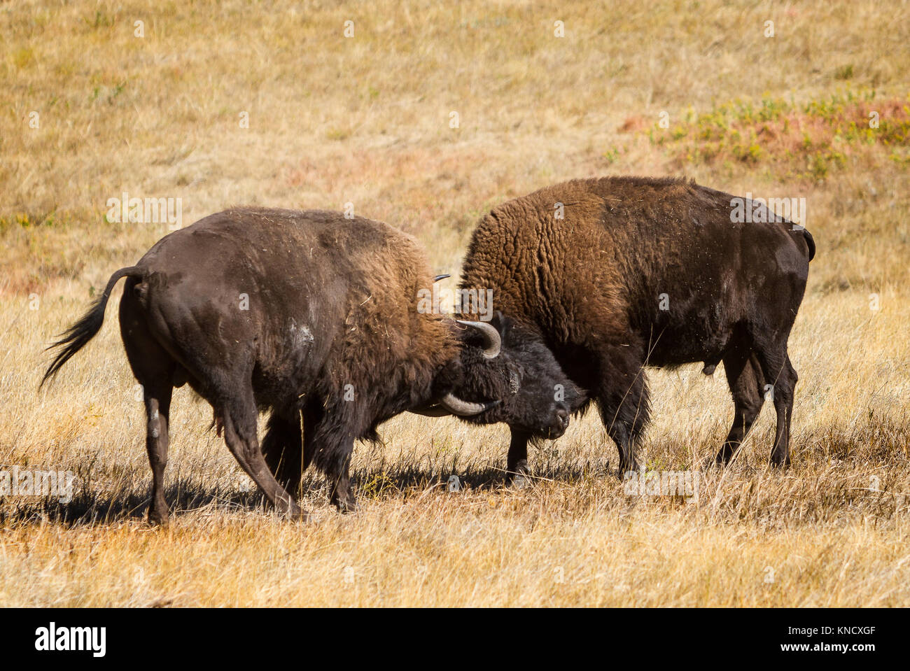Dos jóvenes American Buffalo (Bison bison) Practicar los combates en el Sur de Dakota Prairie, en preparación para la madurez y la época de apareamiento. Foto de stock