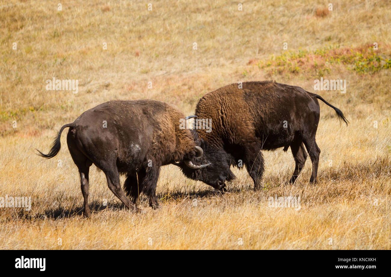 Dos jóvenes American Buffalo (Bison bison) Practicar los combates en el Sur de Dakota Prairie, en preparación para la madurez y la época de apareamiento. Foto de stock