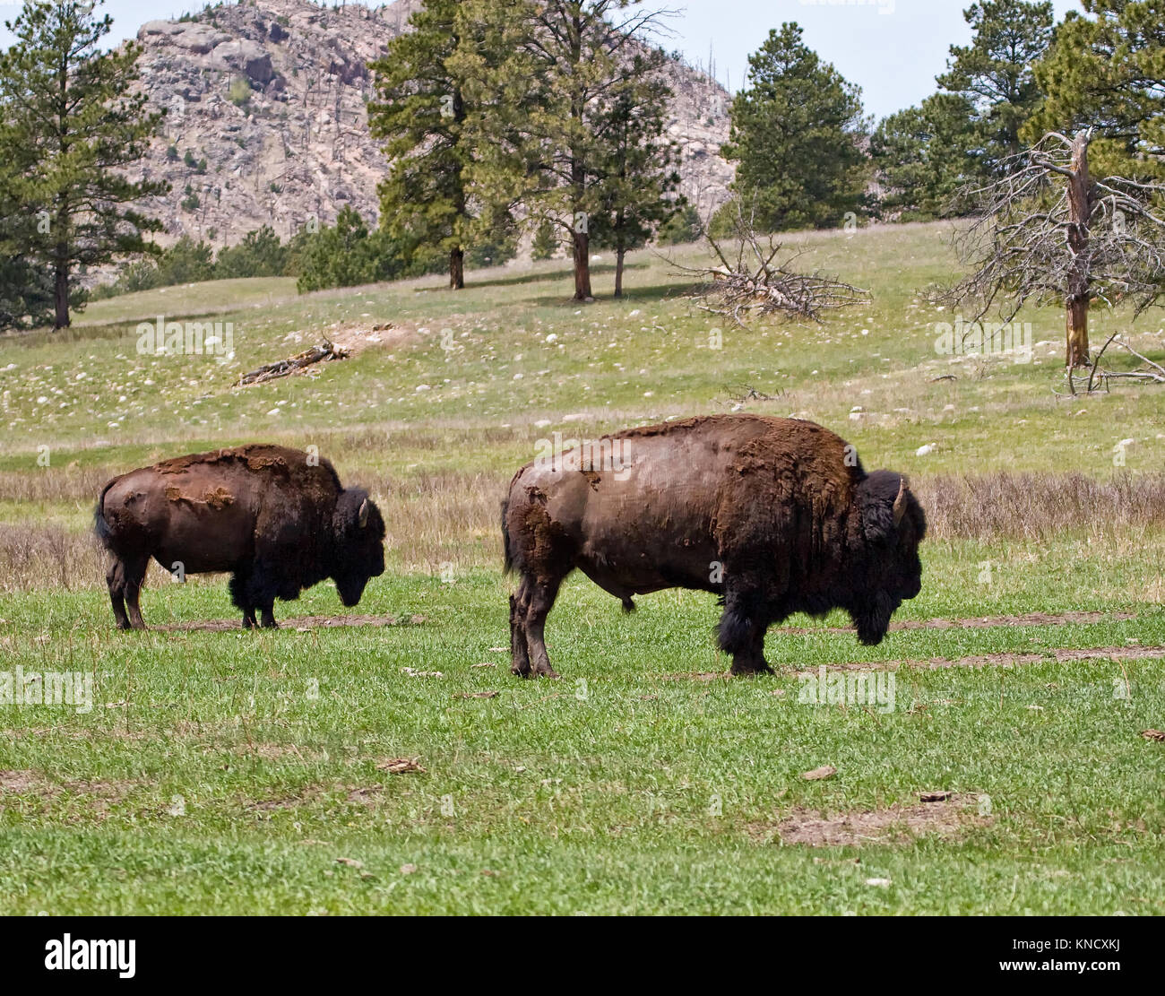 Dos grandes American Buffalo (Bison bison) toros en primavera en Dakota del Sur, EE.UU. Foto de stock