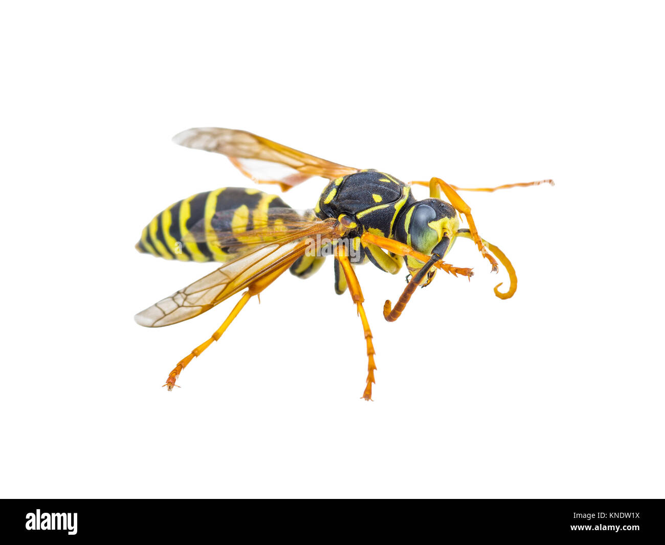 Avispa chaqueta amarilla insecto aislado en blanco Fotografía de stock -  Alamy