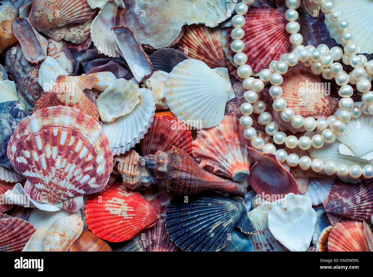 Estimar Experto Artesano Fondo de mar con conchas de colores de diferentes formas y tamaños,  elegante collar de perlas Fotografía de stock - Alamy