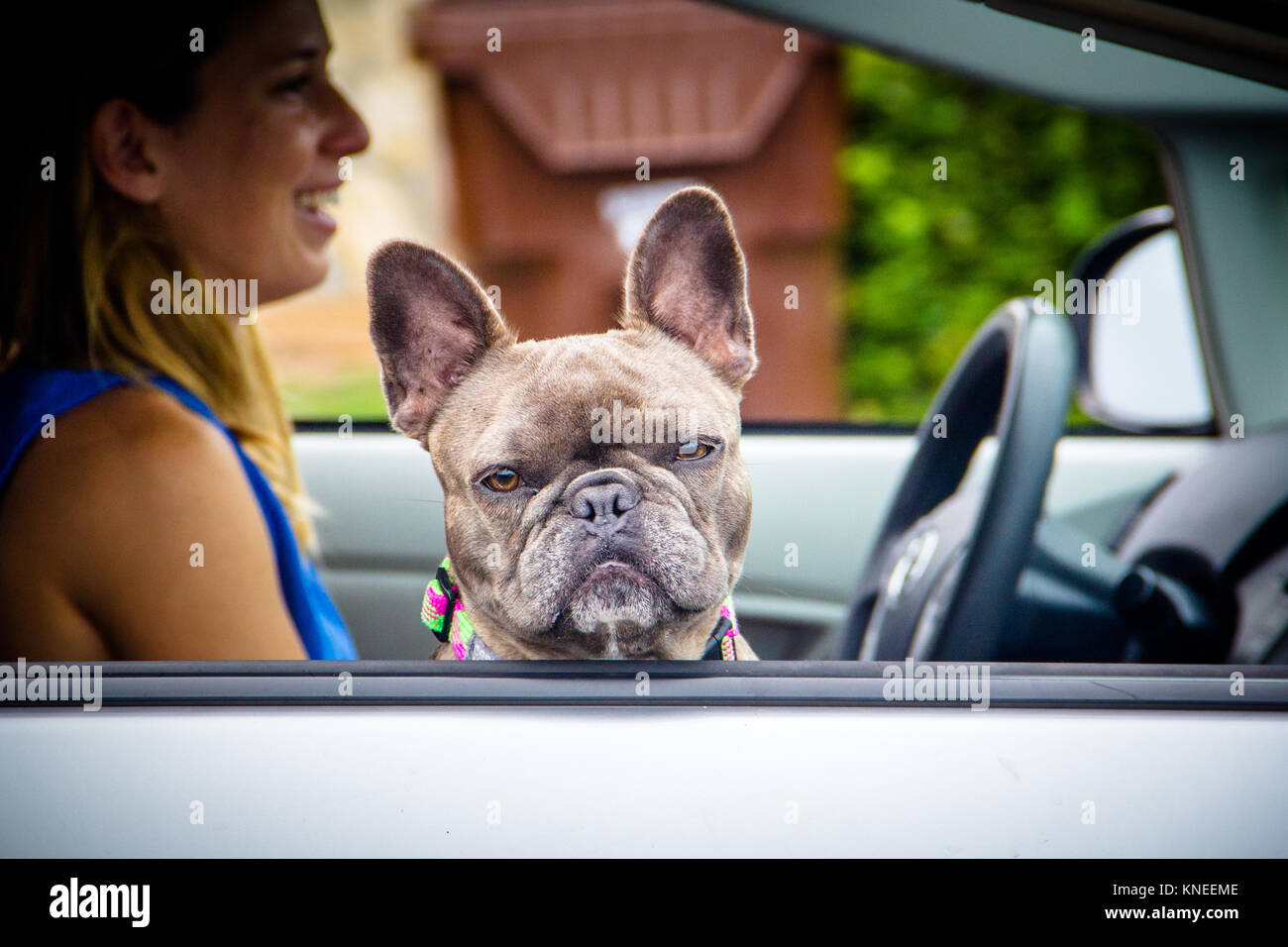 La mujer en un coche con un bulldog francés sentado en el asiento del pasajero Foto de stock