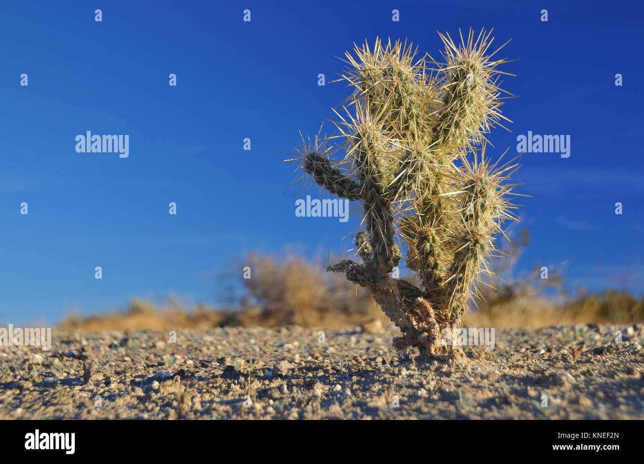 Cerca de un cactus, Parque Estatal del Desierto de Anza-Borrego, California, Estados Unidos Foto de stock