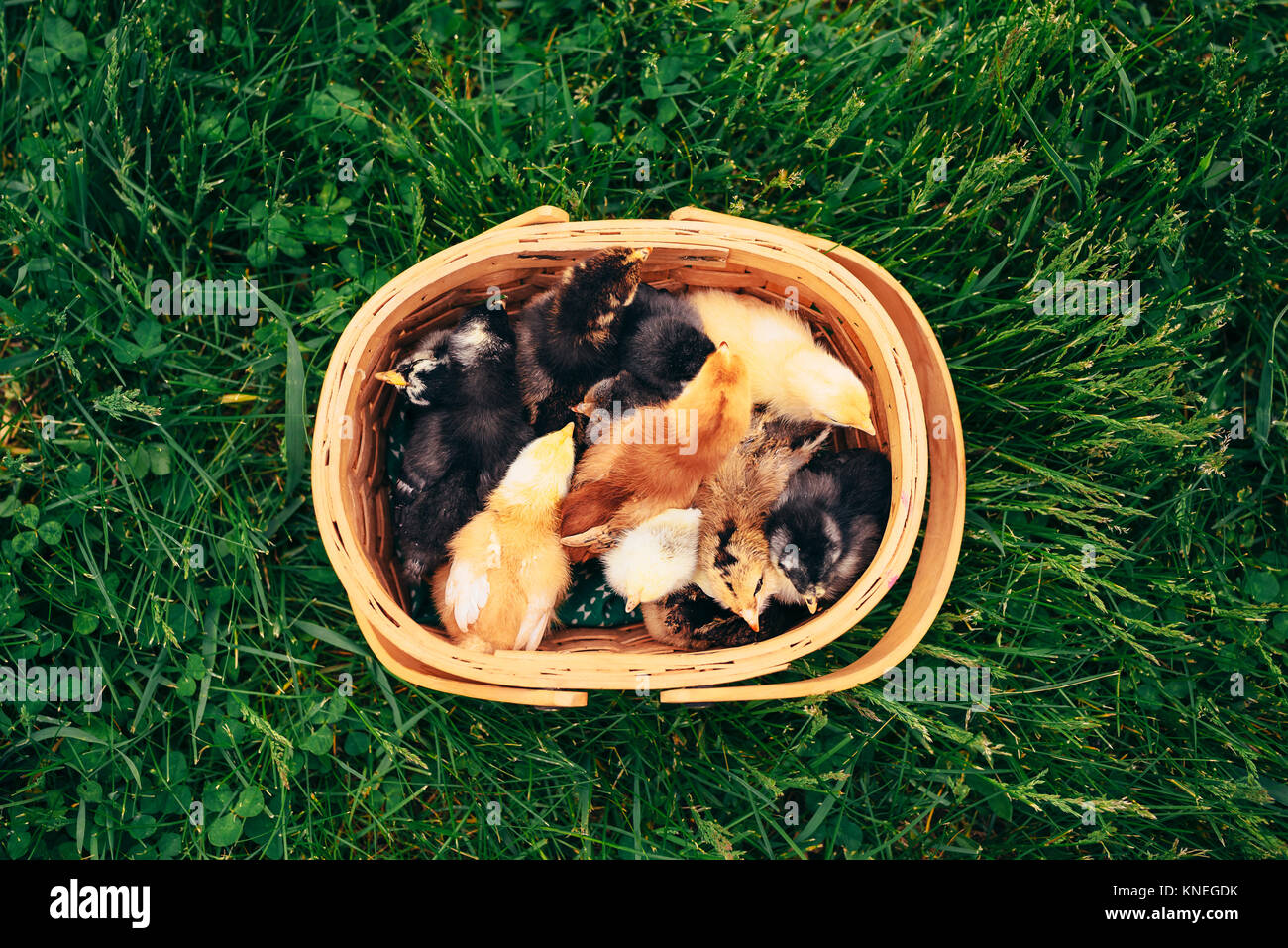 Vista cenital de los pollitos en una cesta Foto de stock