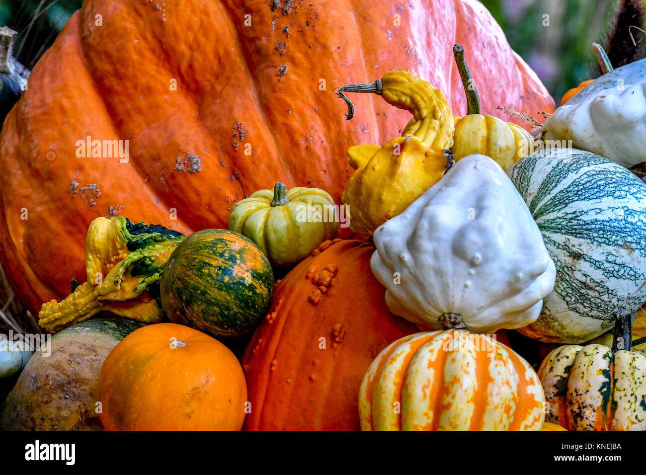 Selección de calabazas y calabazas Foto de stock