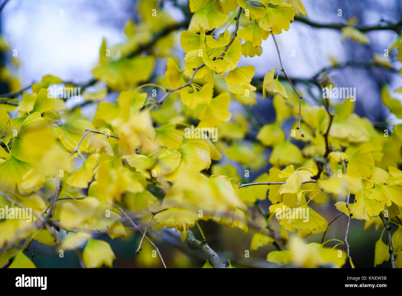 Caminar el otoño tardío, Cadiff Parque Bute, Gales Foto de stock