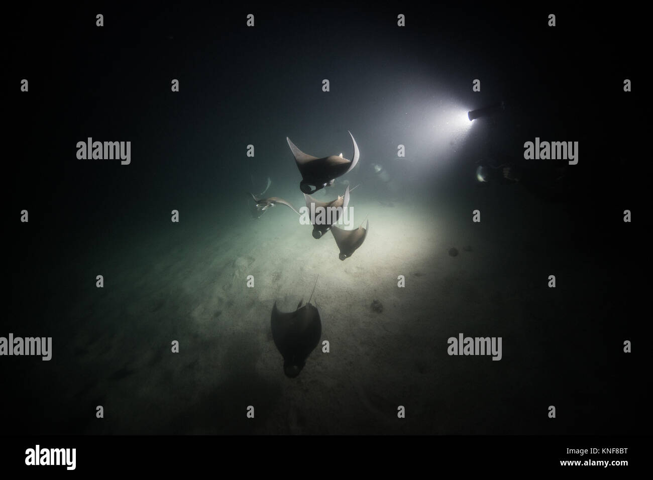 Mobula rayas alimentándose de plancton en la noche Foto de stock