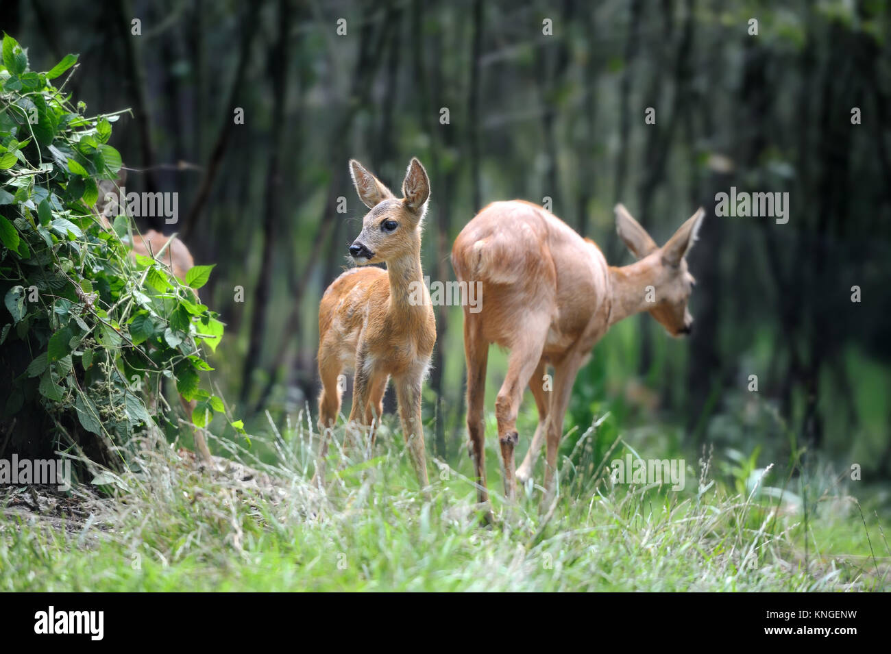 Joven ciervo en bosque de verano Foto de stock