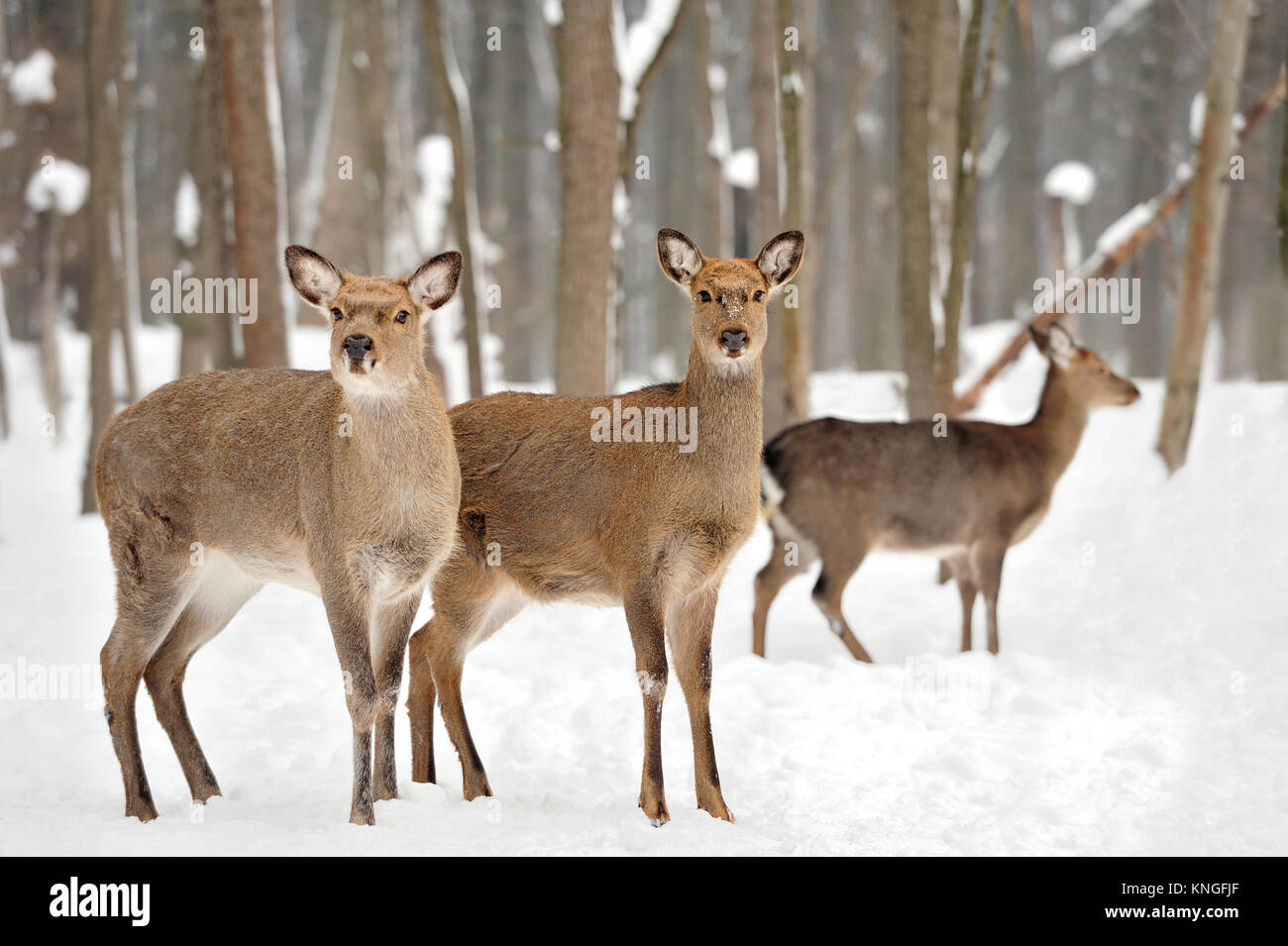 Joven ciervo en invierno bosque Foto de stock