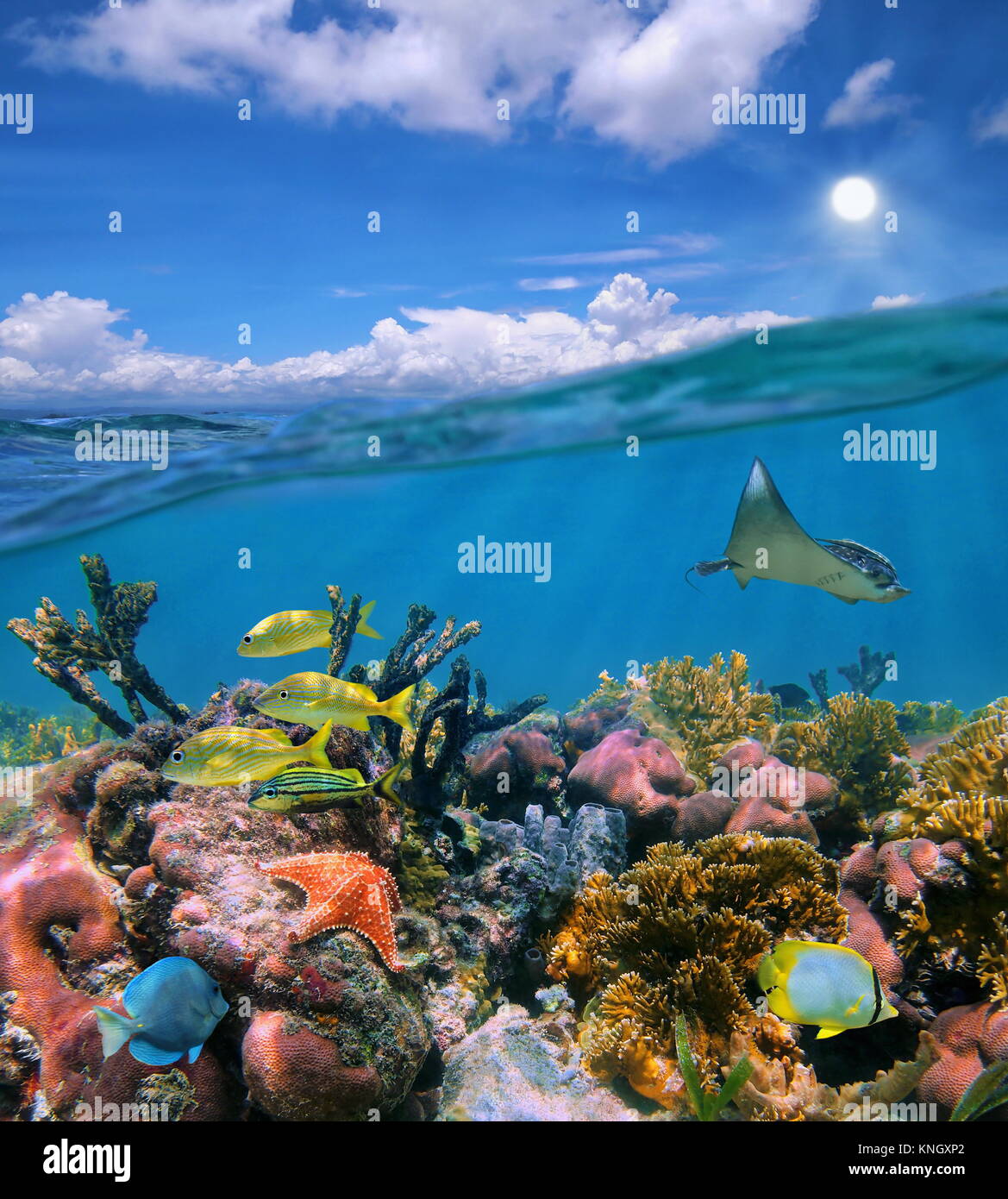 Seascape por encima y por debajo de la superficie del mar nublado cielo azul y coloridos arrecifes de coral con vida marina tropical bajo el agua, mar Caribe Foto de stock