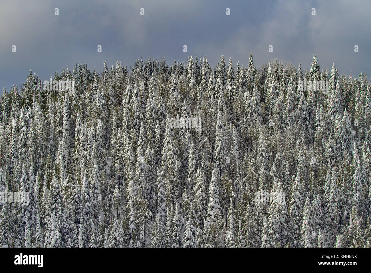 Espolvorear de primeras nieves en árboles en la cima de la montaña en el Parque Nacional de Yellowstone en septiembre. Paisaje de estaciones cambiantes en Wyoming. Foto de stock