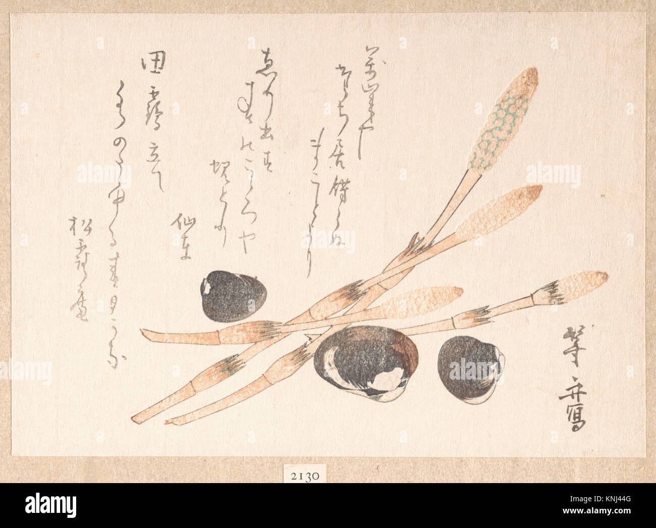Planta Shijimi Tsukushi y conchas. Artista: Uematsu Toshu (japonés, activo finales de 1810s-20s); Período: del periodo Edo (1615-1868); Cultura: Japón; media: Foto de stock