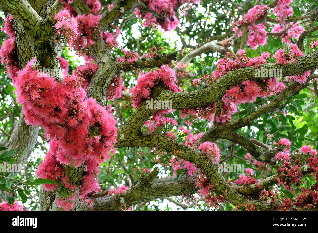 Coolamon árbol en flor en Nueva Gales del Sur (Australia) Foto de stock