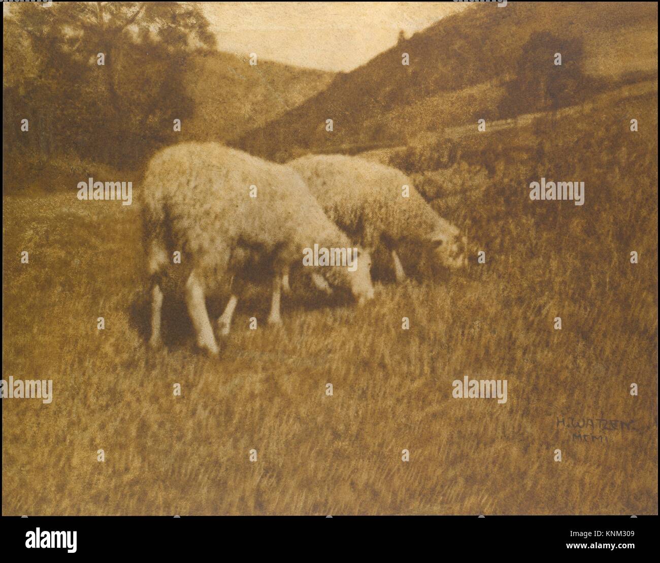 Ovejas. Artista: Hans Watzek (Austria, 1848-1903); Fecha: 1901; media: goma bicromada imprimir; Dimensiones: 50,2 x 63,6 cm (19 3/4 x 25 1/16 pulg.). Foto de stock