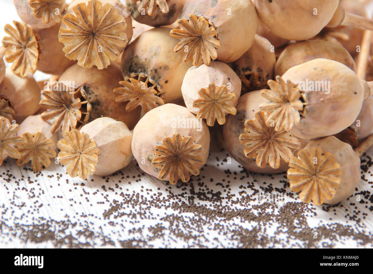 Ahorro de semilla de amapola. Recolección de semillas de las cabezas secas de flores de amapola de Papaver somniferum Foto de stock
