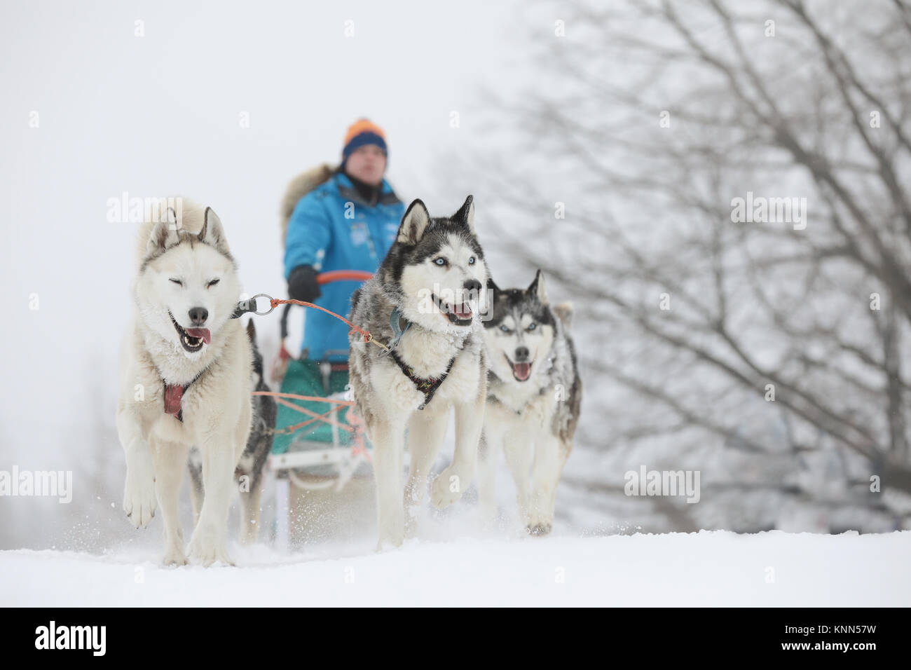 Carrera de perros de trineo en invierno en el maravilloso paisaje de invierno en el fondo está borroso perros guía. Invierno Sled Dog Racing en el circuito. Foto de stock