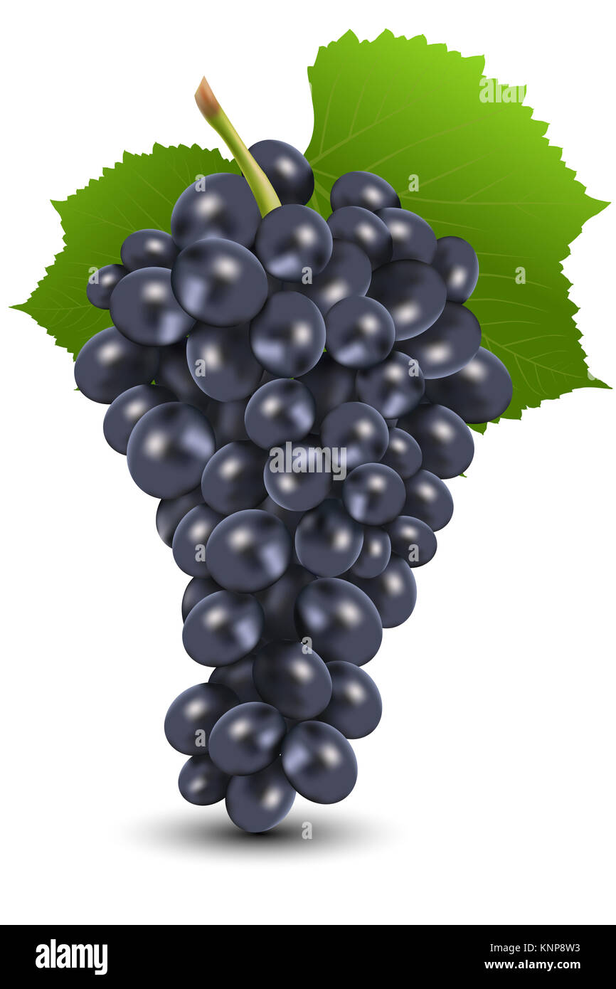Ilustración del racimo de uvas negras sobre fondo aislado Fotografía de  stock - Alamy