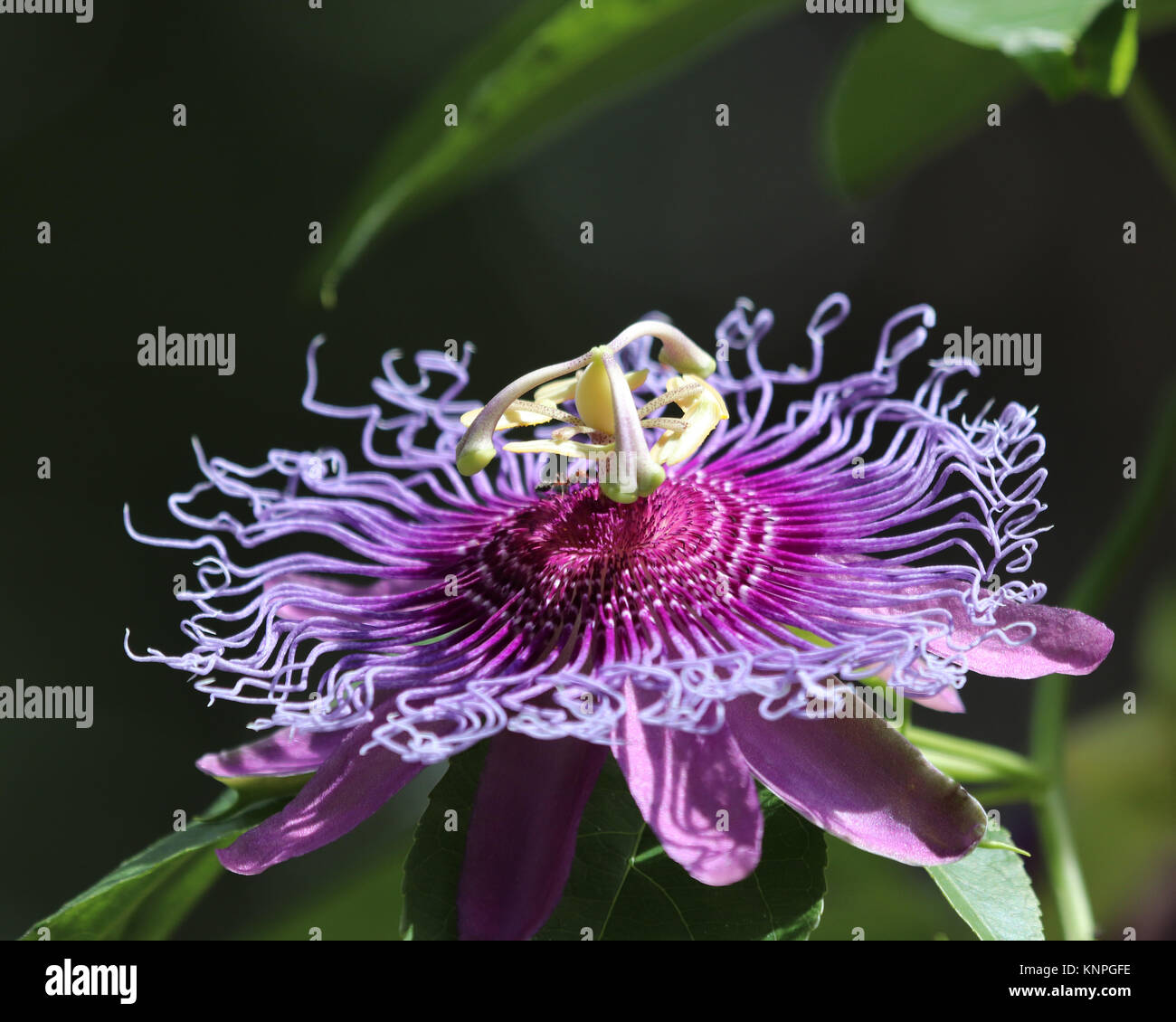 Violeta pasionaria (Passiflora incarnata) es también llamado Maypop, salvaje pasión vid silvestre, albaricoque, y pasionaria Foto de stock