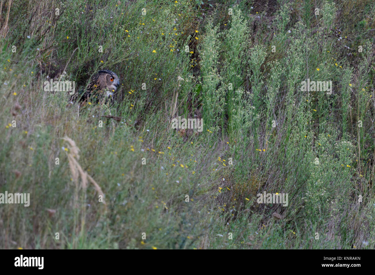 Búho Real euroasiática / Europaeischer Uhu ( Bubo bubo ) sentado, escondiéndose bajo, entre arbustos, arbustos, vegetación, al atardecer, en la distancia, la vida silvestre, EUR Foto de stock