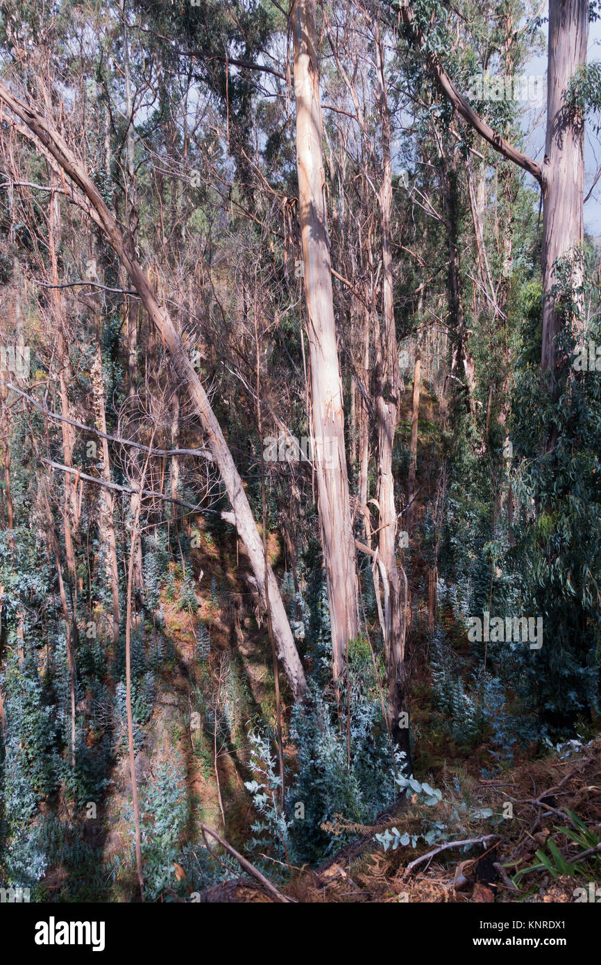 El desordenado crecimiento de un árbol de eucalipto como se ha visto en la isla de Madeira. Foto de stock