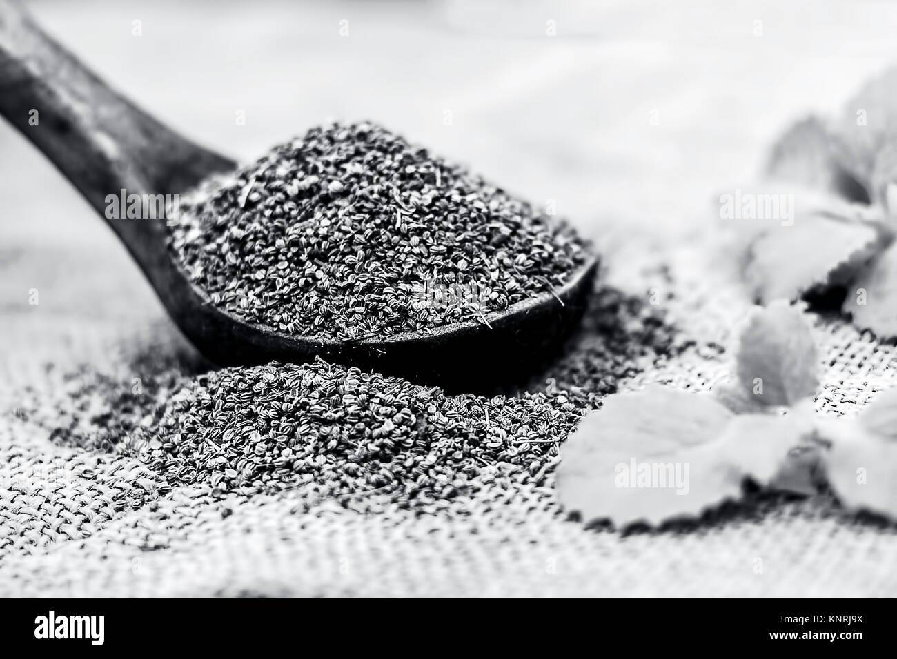 Hojas de ajowan fotografías e imágenes de alta resolución Alamy