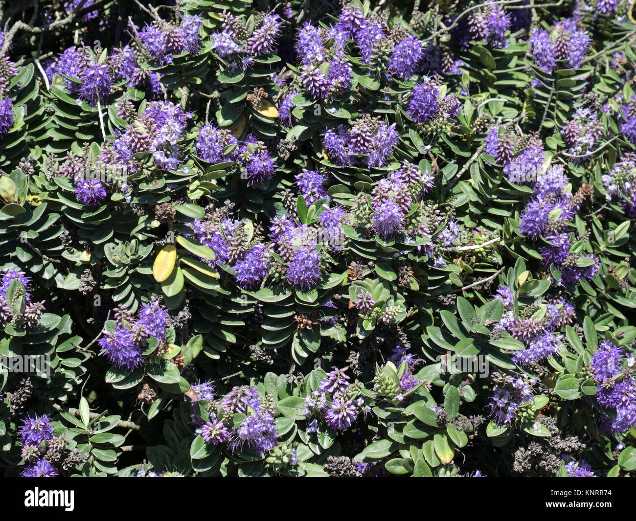 Hebe x franciscana ' Blue Gem' Shrun en flor, REINO UNIDO Foto de stock