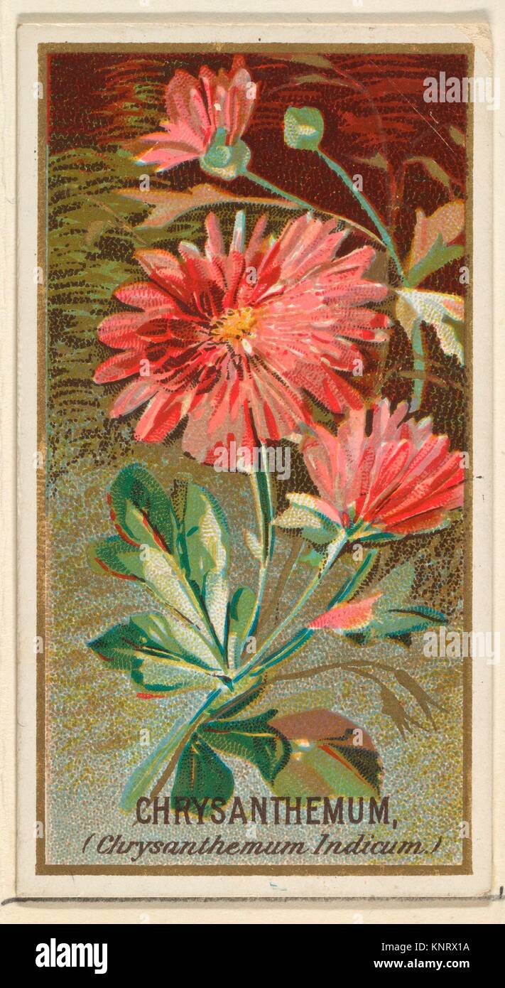 El Crisantemo (Chrysanthemum Indicum), a partir de las flores de la serie antigua juez cigarrillos. Editorial: Publicado por Goodwin & Company; Impresora: George S Fotografía de stock - Alamy El Crisantemo (Chrysanthemum Indicum), a partir de las flores de la serie antigua juez cigarrillos. Editorial: Publicado por Goodwin & Company; Impresora: George S Fotografía de stock - Alamy