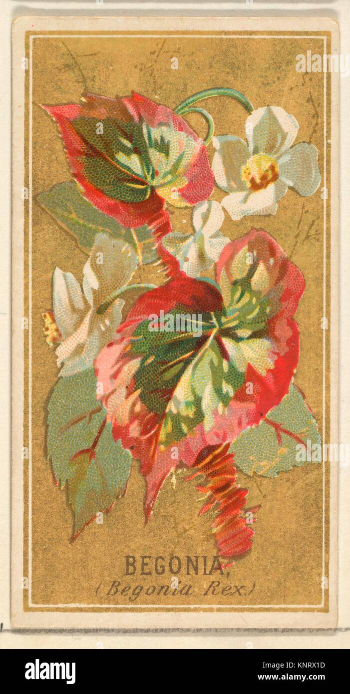 Begonia (Begonia Rex), la serie de las flores para el viejo juez  cigarrillos. Editorial: Publicado por Goodwin & Company; Impresora: George  S. Harris & Sons Fotografía de stock - Alamy