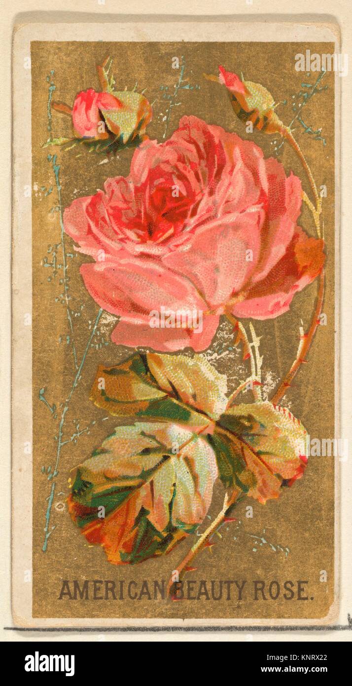 American Beauty Rose, de la serie de flores para el viejo juez cigarrillos.  Editorial: Publicado por Goodwin & Company; Impresora: George S. Harris &  Sons Fotografía de stock - Alamy
