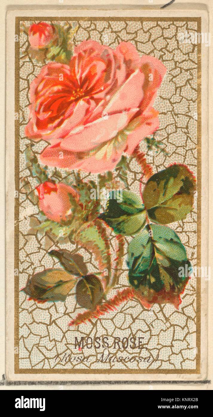 Moss Rose (Rosa Muscosa), de la serie de flores para el viejo juez  cigarrillos. Editorial: Publicado por Goodwin & Company; Impresora: George  S. Harris & Sons Fotografía de stock - Alamy