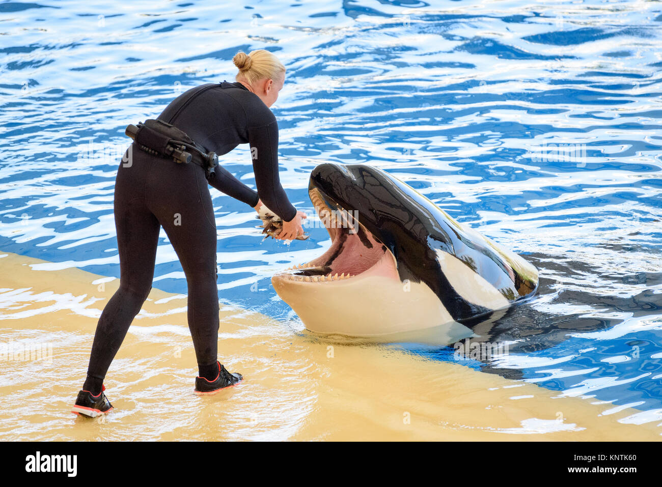 Ballenas comiendo peces
