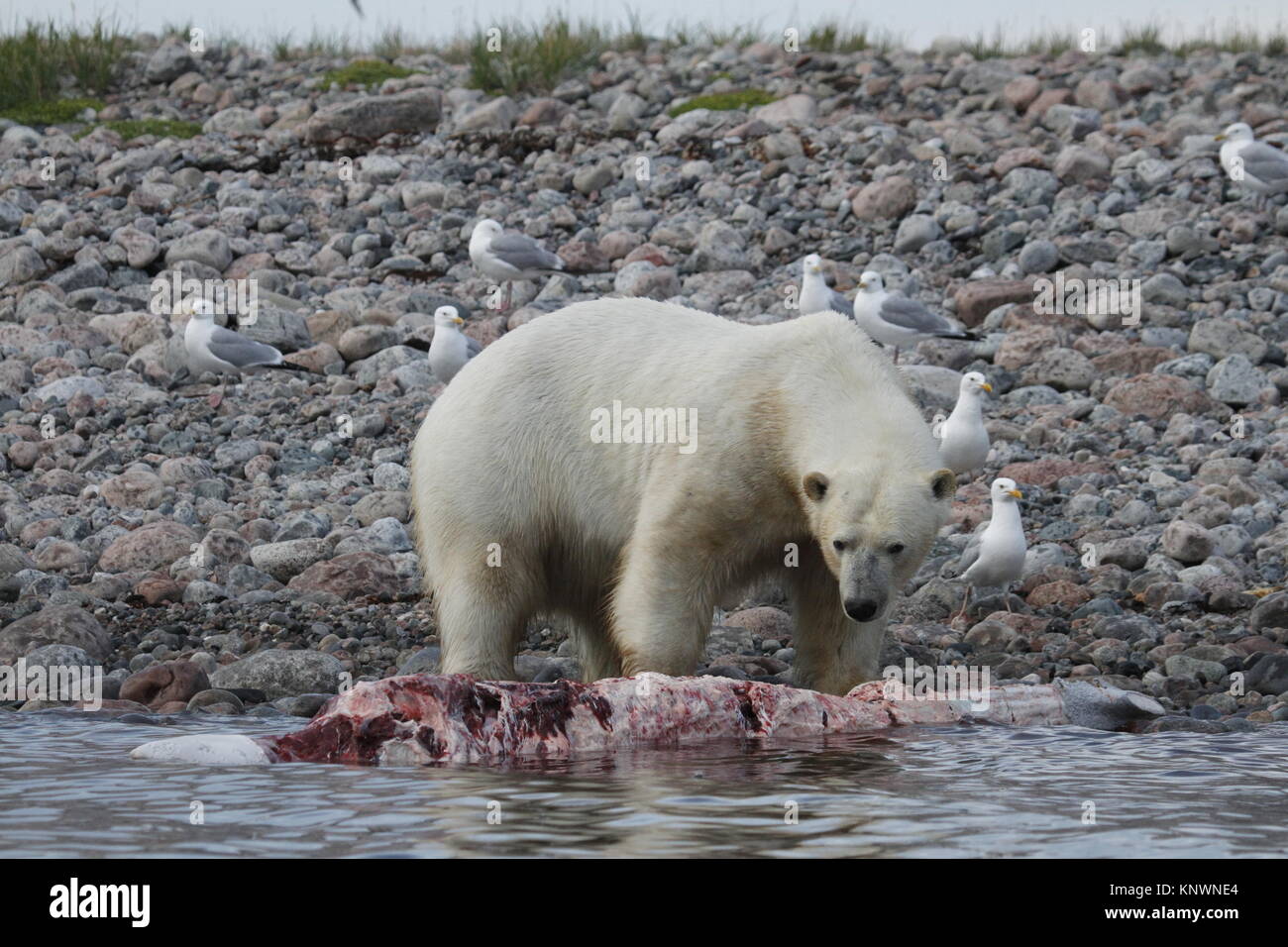 El oso polar (Ursus maritimus) comiendo un cadáver de ballena a lo largo de la costa cerca de Arviat Nunavut, Canadá Foto de stock