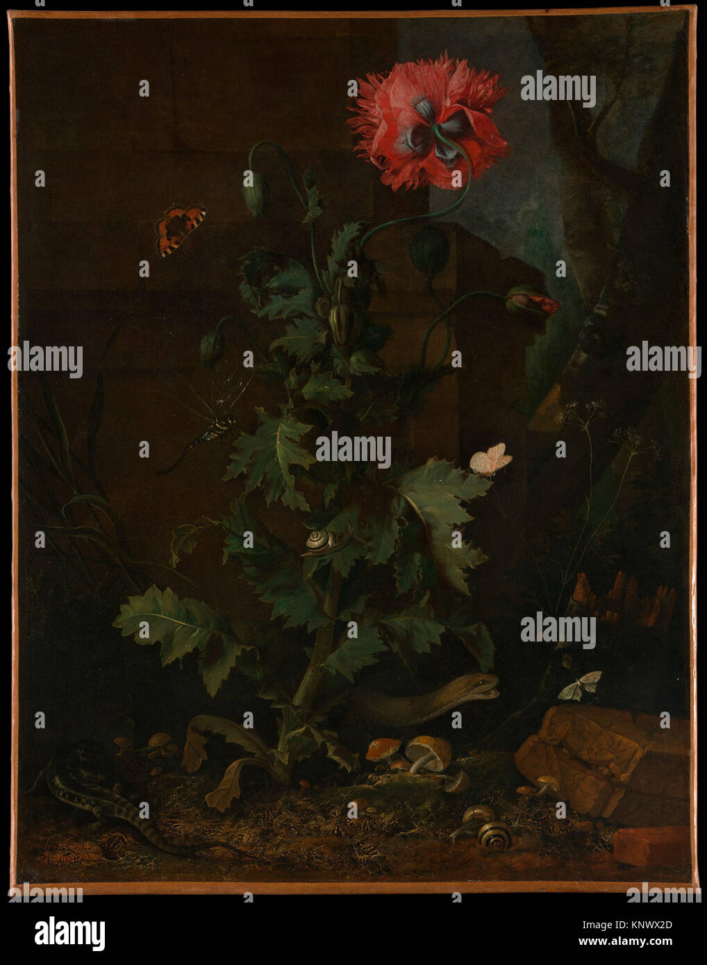 Bodegón con adormidera, insectos y reptiles. Artista: Otto Marseus van Schrieck (1619/20-1678, Nijmegen holandés Amsterdam); Fecha: ca. 1670; media: Aceite Foto de stock