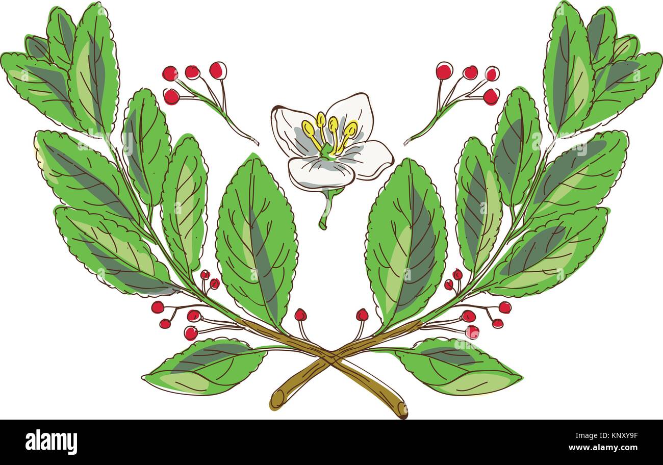 Dibujo Dibujo Ilustración estilo de hoja, flor y fruto de la yerba mate,  una especie de la Sagrada Familia, con ramas cruzadas Imagen Vector de  stock - Alamy